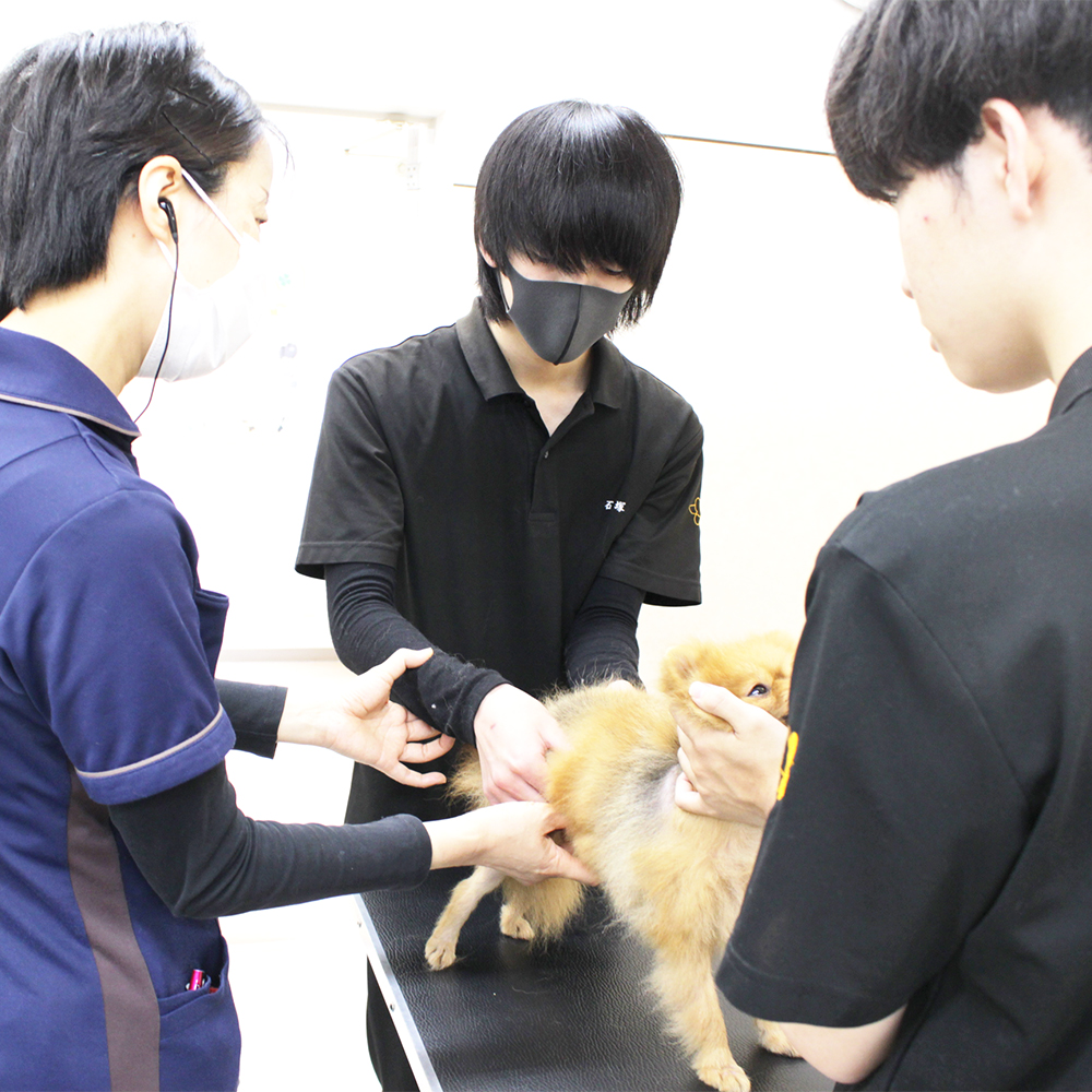 ２年生の動物看護実習